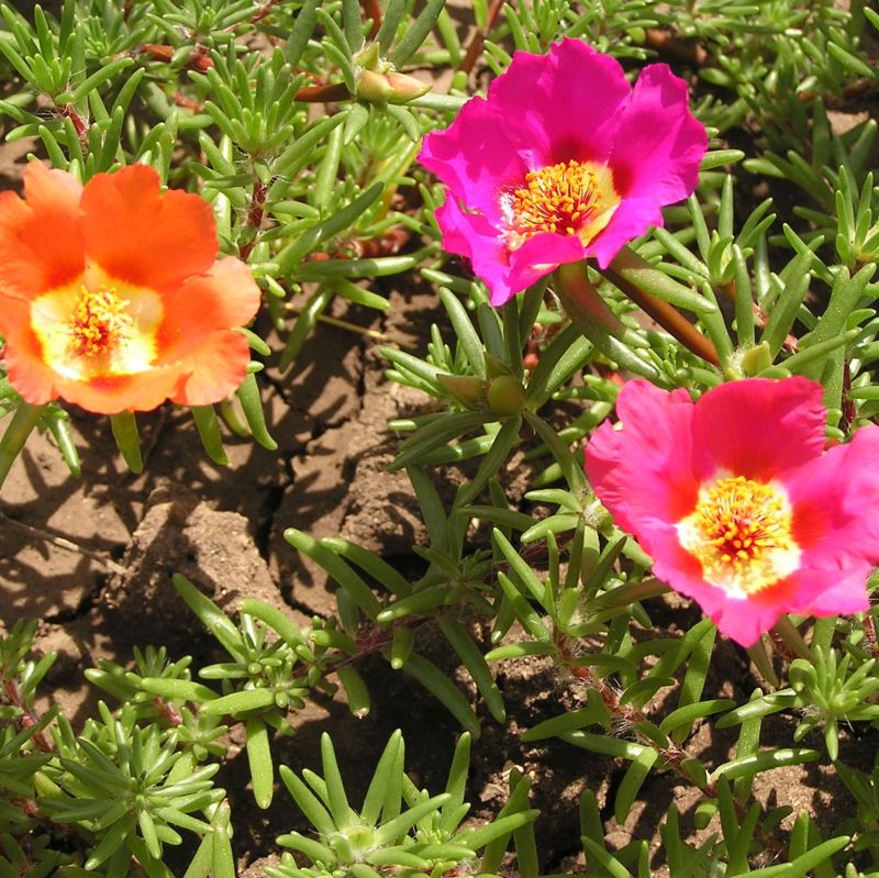 Carpet Moss Rose Flower seeds for Planting Colorful Display Heirloom & GMO Free Seeds for Home Garden