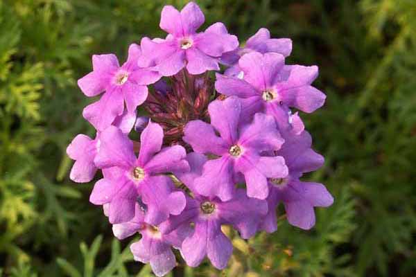 Purple Moss Verbena Flower seeds for Planting - Pollinator Friendly, Heirloom & GMO Free Seeds for Home Garden