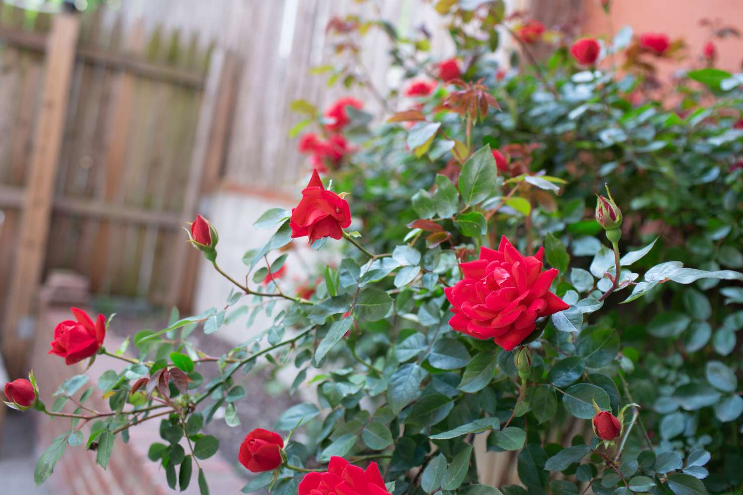 Rose Tree Flower Flower seeds for Planting - Shade Tolerant, Heirloom & GMO Free Seeds for Home Garden