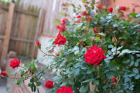 Rose Tree Flower Flower seeds for Planting - Shade Tolerant, Heirloom & GMO Free Seeds for Home Garden