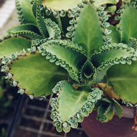 Kalanchoe Daigremontiana Flower seeds for Planting - Pollinator Friendly, Heirloom & GMO Free Seeds for Home Garden