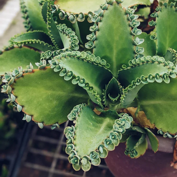 Kalanchoe Daigremontiana Flower seeds for Planting - Pollinator Friendly, Heirloom & GMO Free Seeds for Home Garden