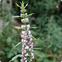 Motherwort seeds with planting and germination instructions