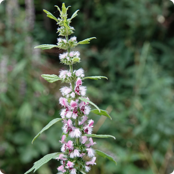 Motherwort seeds with planting and germination instructions