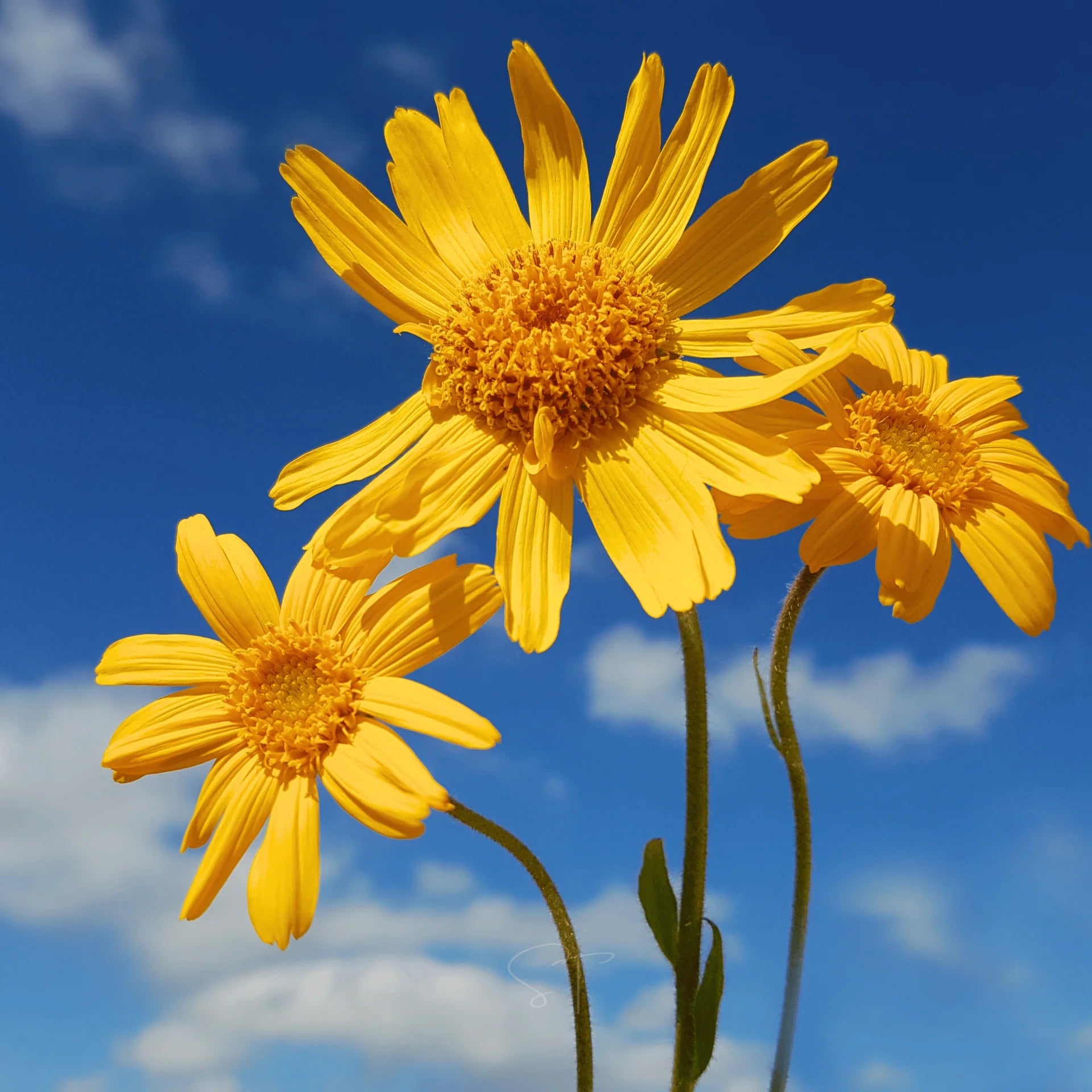 Heirloom Arnica Montana Flower seeds for Planting Seasonal Bloomer Heirloom & GMO Free Seeds for Home Garden