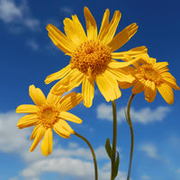 Heirloom Arnica Montana Flower seeds for Planting Seasonal Bloomer Heirloom & GMO Free Seeds for Home Garden