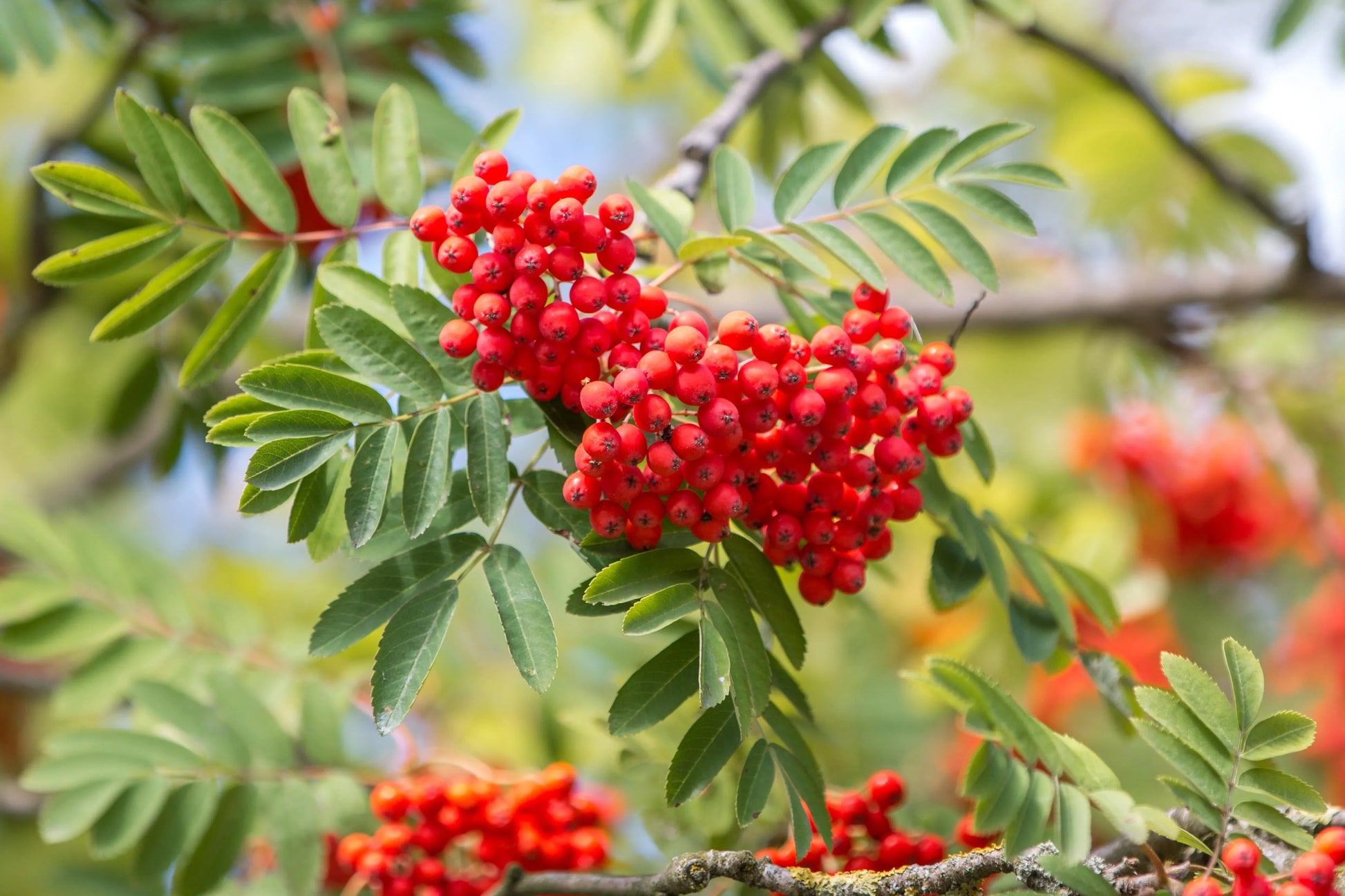 Mountain ash tree seeds for ornamental and edible use