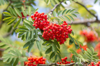 Mountain ash tree seeds for ornamental and edible use