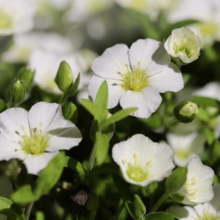 White Blush Saxifraga Flower seeds for Planting - Seasonal Bloomer, Heirloom & GMO Free Seeds for Home Garden