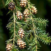 Mountain Hemlock trees in natural landscape