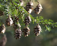 Young Mountain Hemlock tree growing in garden