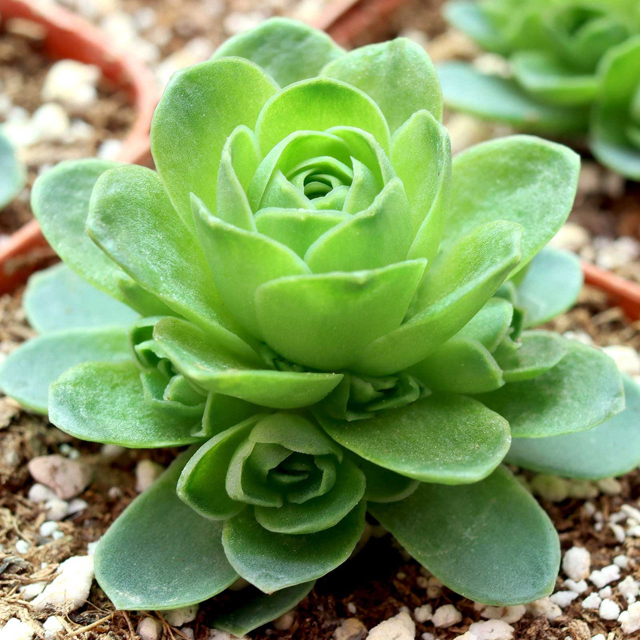 Green Aeonium Greenovia Flower seeds for Planting - Seasonal Bloomer, Heirloom & GMO Free Seeds for Home Garden