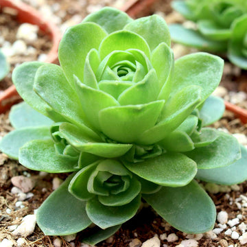 Green Aeonium Greenovia Flower seeds for Planting - Seasonal Bloomer, Heirloom & GMO Free Seeds for Home Garden