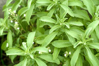 Mozzarella Basil grown from seeds thriving in patio containers