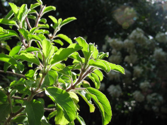 Mozzarella Basil seeds Ocimum basilicum producing tender aromatic green leaves