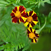 Marigold Majestic Flower seeds for Planting Vibrant Colors Heirloom & GMO Free Seeds for Home Garden 
 
 Sale