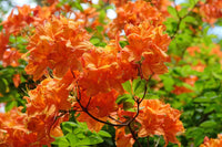 Azalea Flower seeds for Planting Vibrant Colors Heirloom & GMO Free Seeds for Home Garden 
 
 Sale