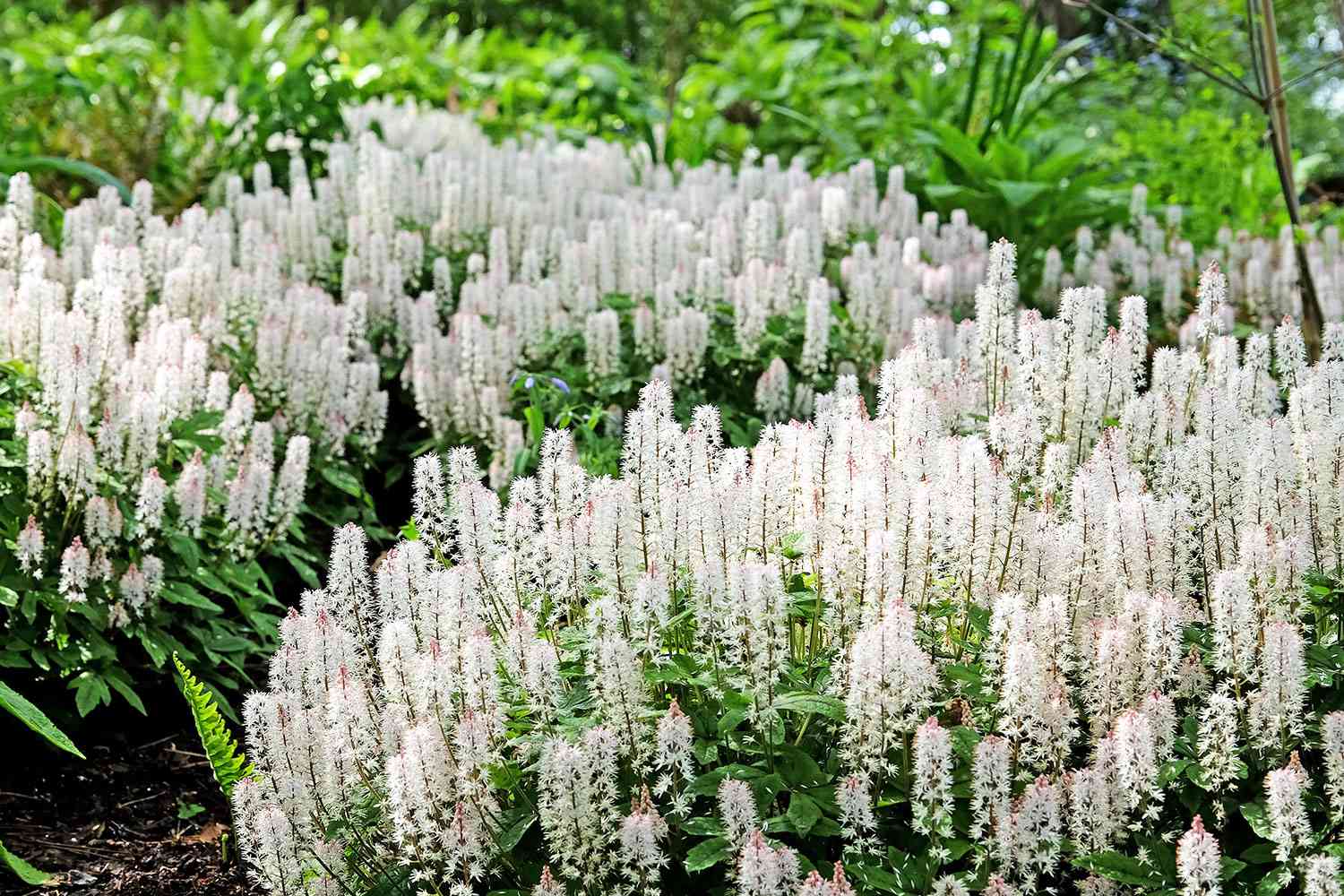 Foam Flower seeds for Planting Compact Growth Heirloom & GMO Free Seeds for Home Garden