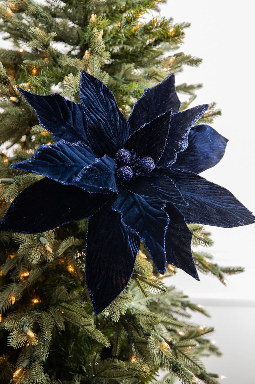 Deep Blue Poinsettia Flower seeds for Planting Long Bloom Season Heirloom & GMO Free Seeds for Home Garden