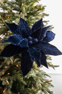Deep Blue Poinsettia Flower seeds for Planting Long Bloom Season Heirloom & GMO Free Seeds for Home Garden
