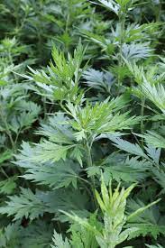 Yellow and Red Mugwort Flower Clusters Blooming in Summer