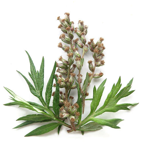 Artemisia Argyi Flower seeds for Planting - Cottage Garden Essential, Heirloom & GMO Free Seeds for Home Garden