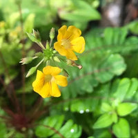 Biophytum Flower seeds for Planting - Garden Favorite, Heirloom & GMO Free Seeds for Home Garden