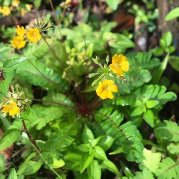 Biophytum Flower seeds for Planting - Garden Favorite, Heirloom & GMO Free Seeds for Home Garden