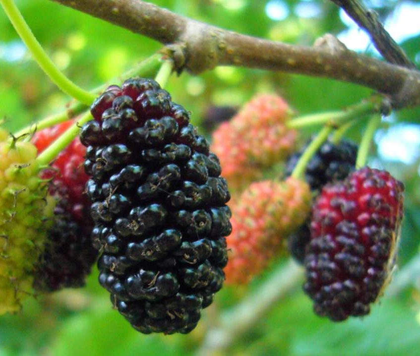 Mulberry Fruit Planting Seeds - Grow Your Own Delicious Mulberries with Easy Planting Instructions