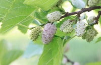 White Mulberry tree growing in home garden