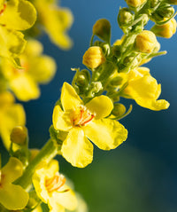 Yellow Mullein Flower seeds for Planting - Cut Flower Favorite, Heirloom & GMO Free Seeds for Home Garden