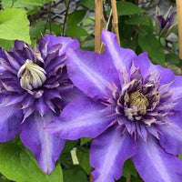 Blue Clematis Flower seeds for Planting Seasonal Bloomer Heirloom & GMO Free Seeds for Home Garden