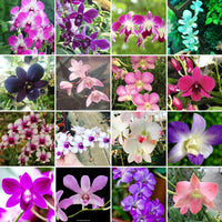 Multi-Colored Dendrobium Flower Seeds for Planting