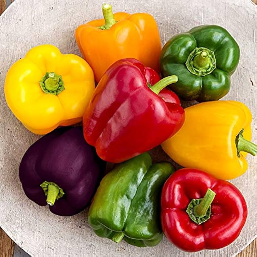 Healthy Multi-Colored Pepper plants growing in full sun