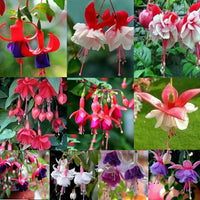 Multi-Colour Fuchsia Flower Seeds for Planting