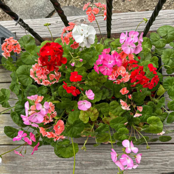 Mixed Geraniums Flower seeds for Planting - Vibrant Colors, Heirloom & GMO Free Seeds for Home Garden
 
 Sale
