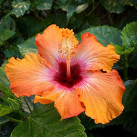 MultiColour Hibiscus Flower seeds for Planting Hardy Variety Heirloom & GMO Free Seeds for Home Garden
 
 Sale
