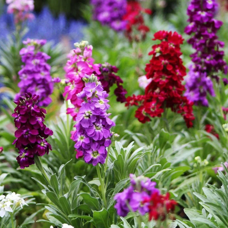 Multicolour Matthiola Incana Flower Seeds