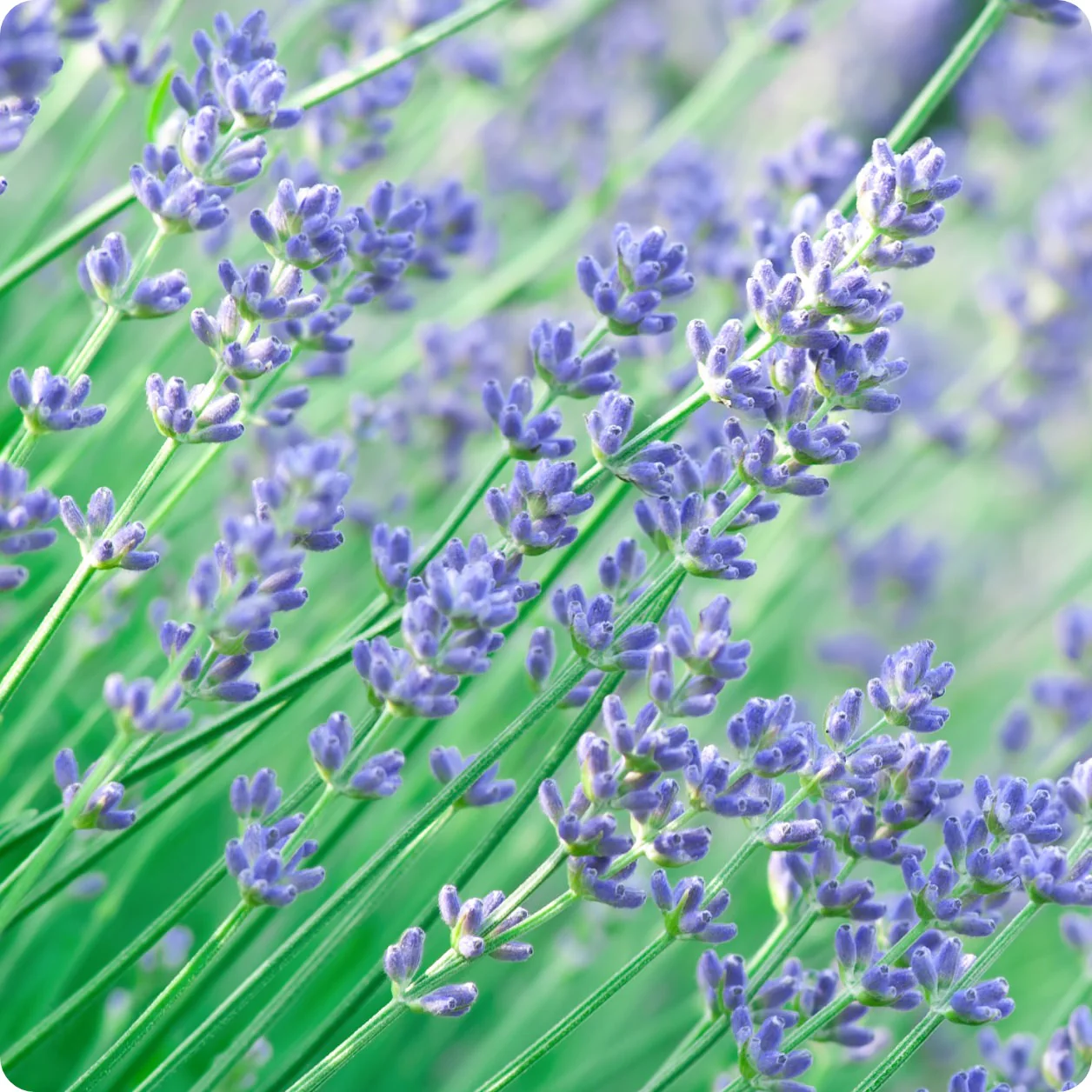 Munstead Lavender seeds Lavandula angustifolia purple flowers