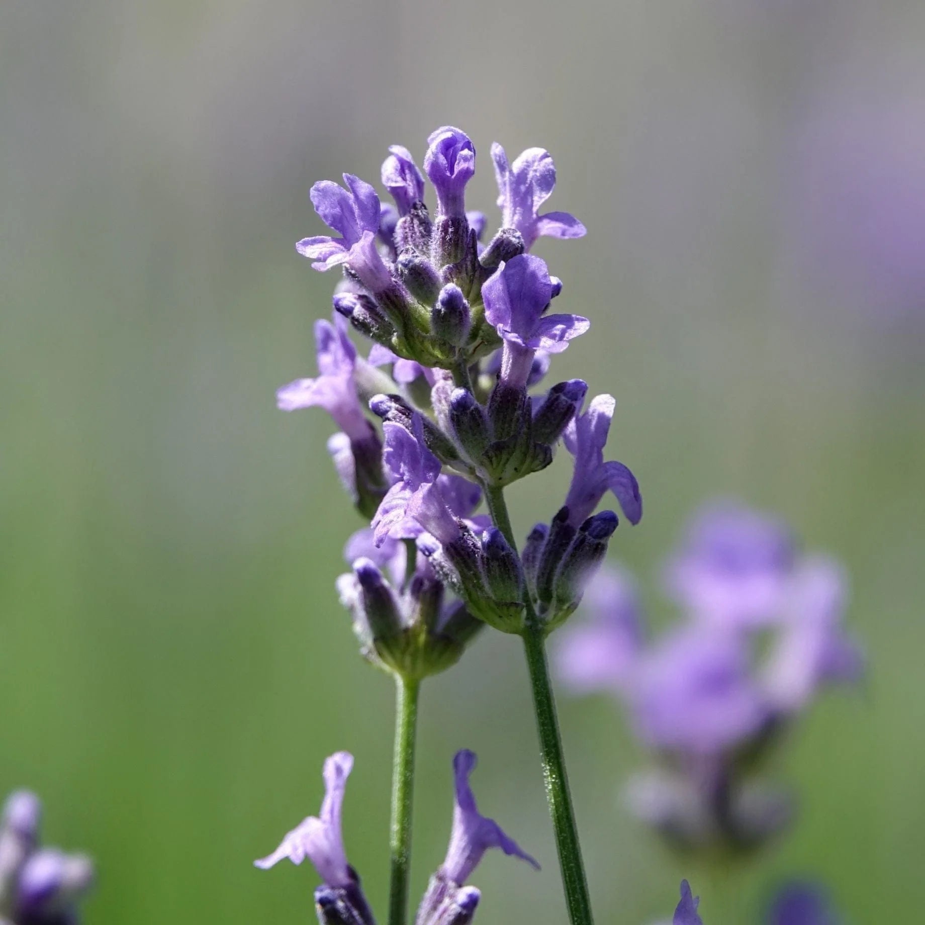 Lavender Munstead Flower seeds for Planting Low Maintenance Heirloom & GMO Free Seeds for Home Garden
