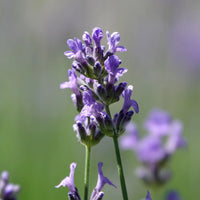 Lavender Munstead Flower seeds for Planting Low Maintenance Heirloom & GMO Free Seeds for Home Garden