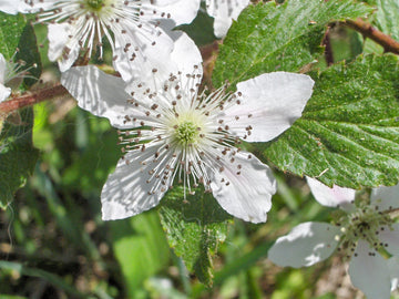 Mulberry Flower seeds for Planting Colorful Display Heirloom & GMO Free Seeds for Home Garden