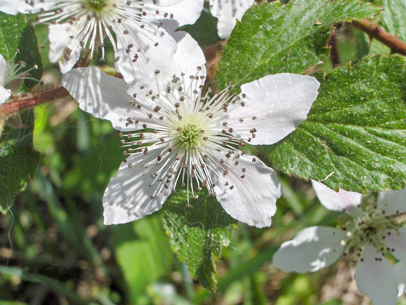 Mulberry Flower seeds for Planting Colorful Display Heirloom & GMO Free Seeds for Home Garden