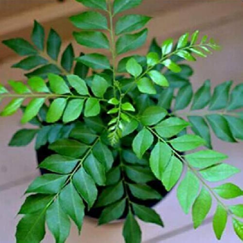 Murraya koenigii glossy foliage grown from seeds
