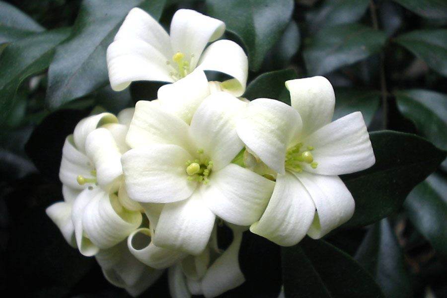 Murraya Paniculata Flower seeds for Planting, Hardy Variety Heirloom & GMO Free Seeds for Home Garden