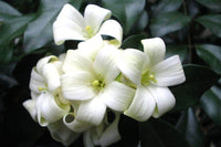 Murraya Paniculata Flower seeds for Planting, Hardy Variety Heirloom & GMO Free Seeds for Home Garden