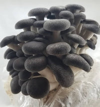 Mushroom spores displayed next to growing kit