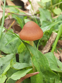 Close-up of brown mushroom spores for planting