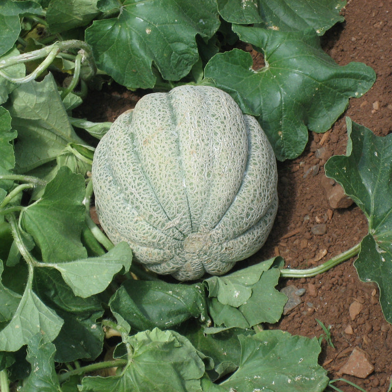 Musk Melon Seeds for Planting, Easy Guide for Growing Sweet, Juicy Melons