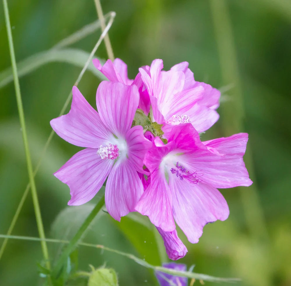 Pink Musk Mallow Flower seeds for Planting - Cottage Garden Essential, Heirloom & GMO Free Seeds for Home Garden